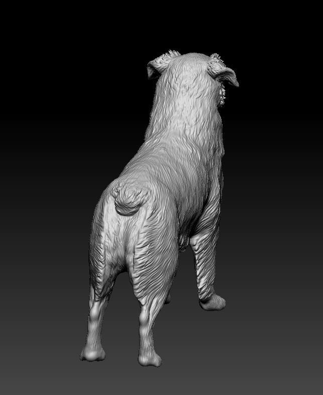 Australian shepherd artist resin - white resin ready to prep / paint ALL SCALES