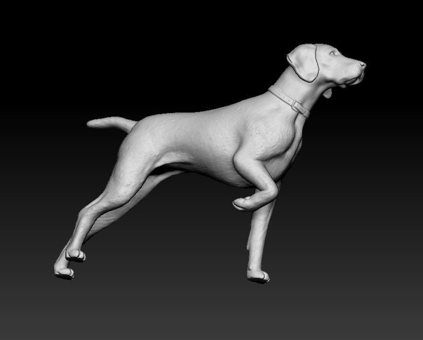German shorthaired pointer artist resin - white resin ready to prep / paint ALL SCALES