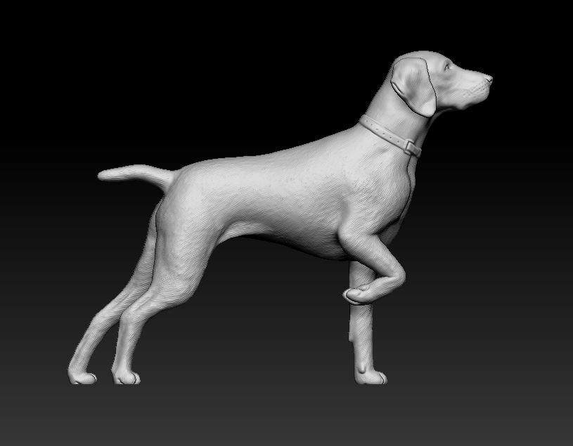 German shorthaired pointer artist resin - white resin ready to prep / paint ALL SCALES