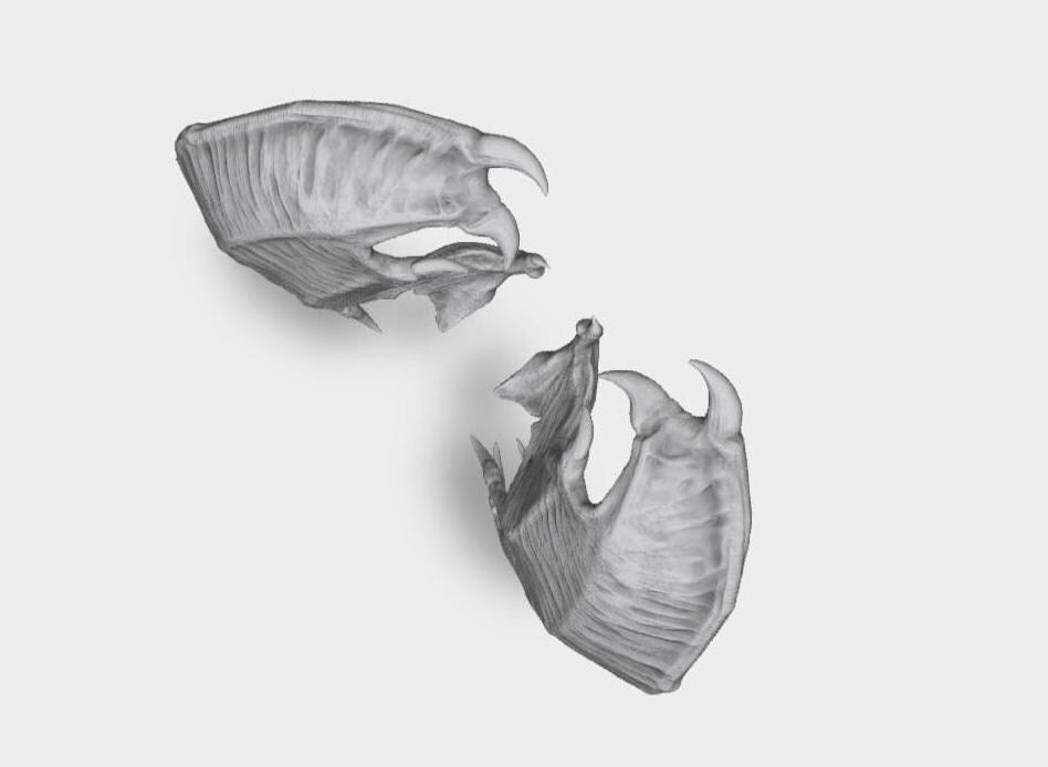 Model horse artist resin bat type 6 wings - White resin - All scales - ready to paint