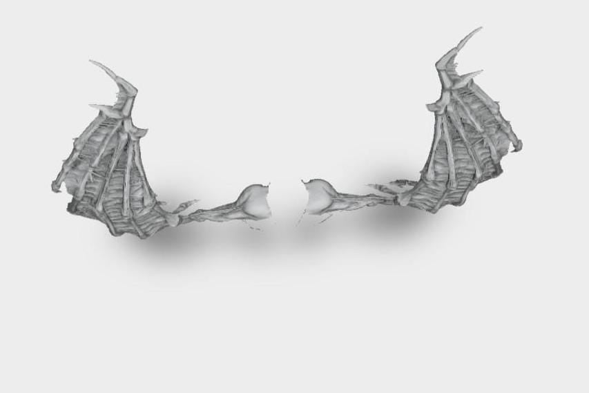 Model horse artist resin batty type 1 wings - White resin - All scales - ready to paint