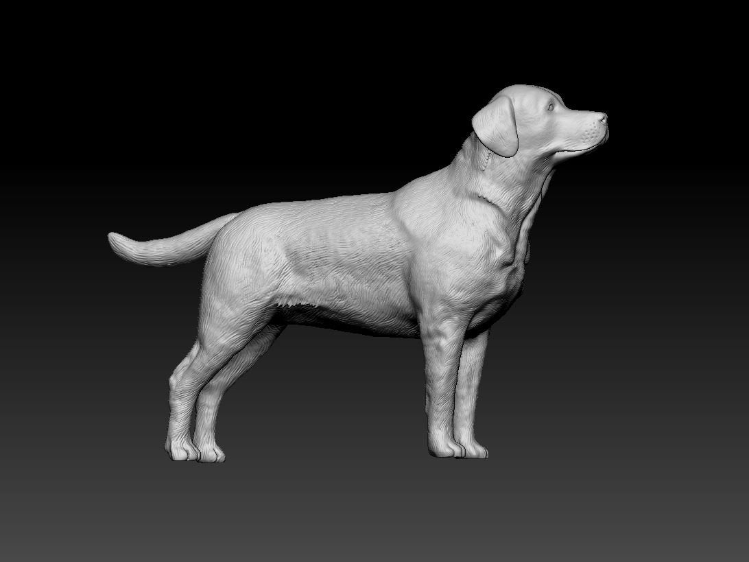 Labrador artist resin - white resin ready to prep / paint ALL SCALES