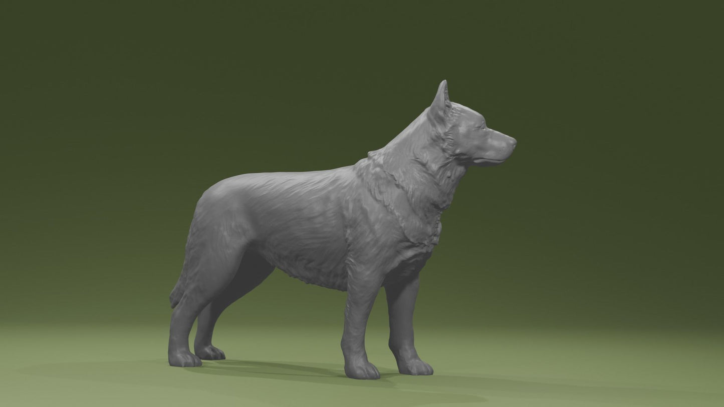 Australian cattle dog - white ready to paint
