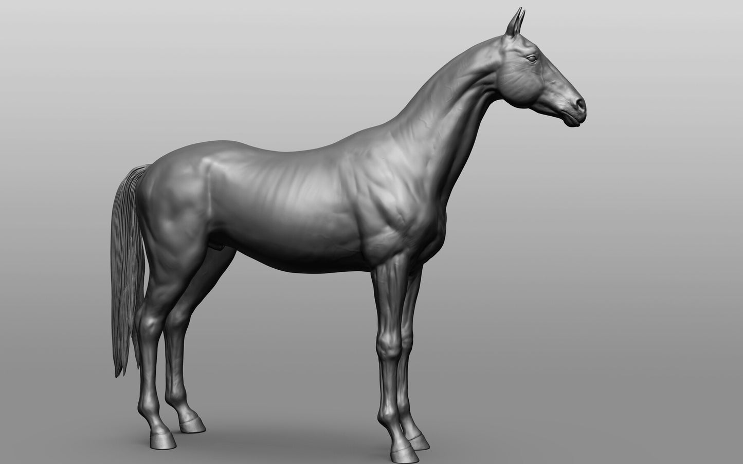 Akhal Teke - White resin ready to prep / paint LTD EDITION