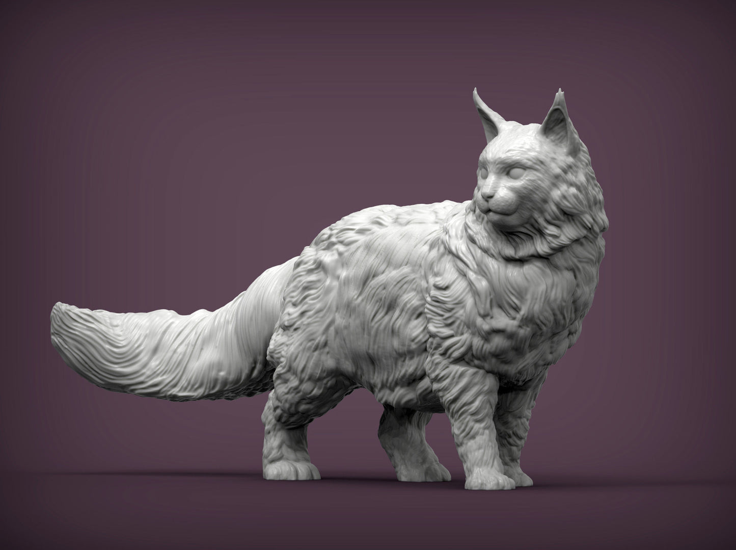 Maine coone cat - white ready to paint
