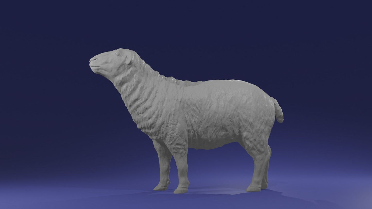 Pair of sheep - White resin ready to prep / paint LTD EDITION - Pre - Order