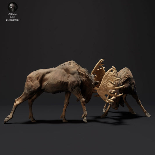 fighting North american Moose artist resin - white resin
