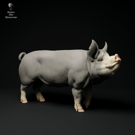 Berkshire pig artist resin - white resin ready to prep / paint ALL SCALES