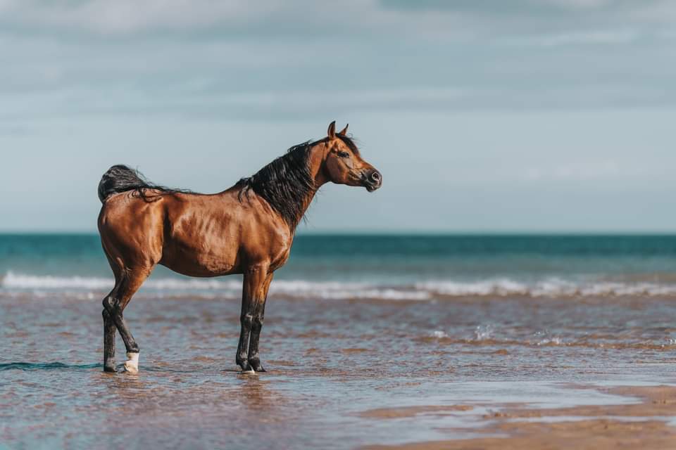 Conner relaxed Arabain Stallion HFH exclusive - White resin ready to prep / paint  LTD EDITION