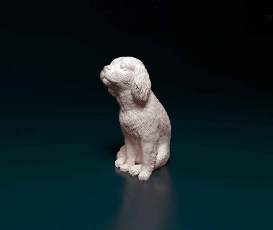 Cavalier king charles sitting - white ready to paint