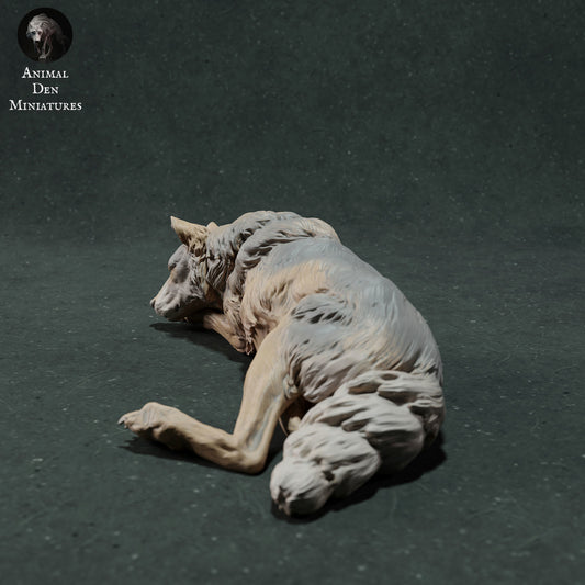 Iberian wolf sleeping - White ready to paint