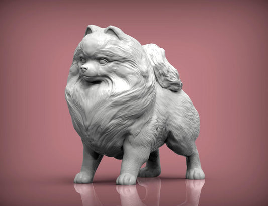 Pomeranian standing - white ready to paint