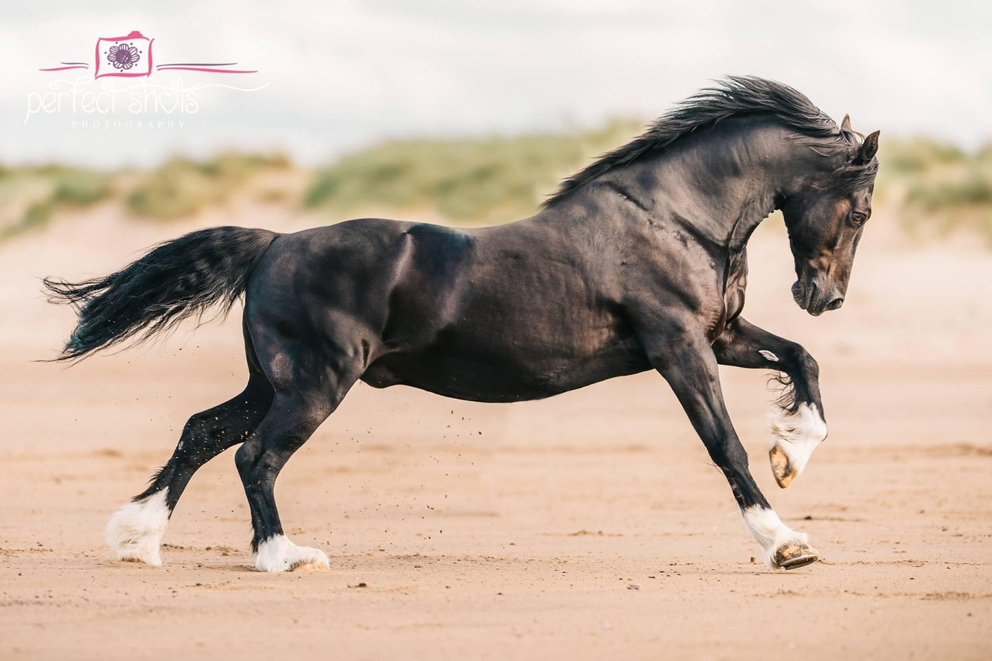 Welsh cob stallion Rio - White resin ready to prep / paint  LTD EDITION - Pre - Order