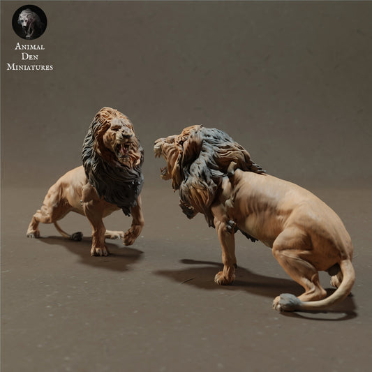 Fighting lion set - white ready to paint