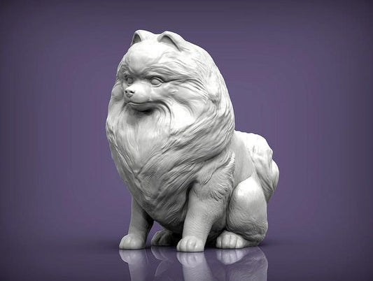 Pomeranian sitting - white ready to paint