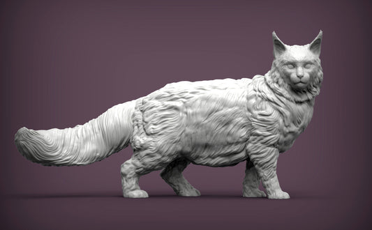 Maine coone cat - white ready to paint