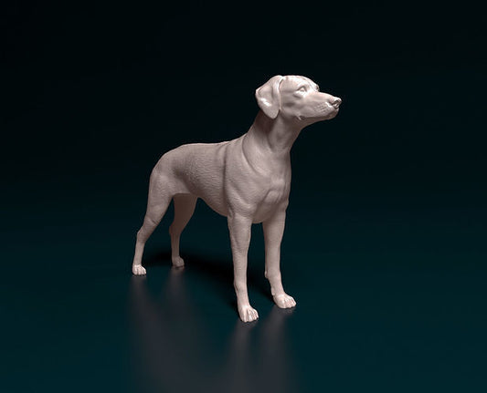 Rhodesian ridgeback -  white ready to paint