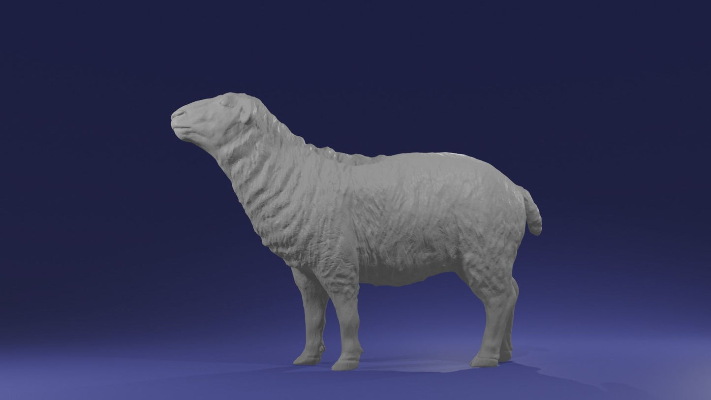 Pair of sheep - White resin ready to prep / paint  LTD EDITION - Pre - Order